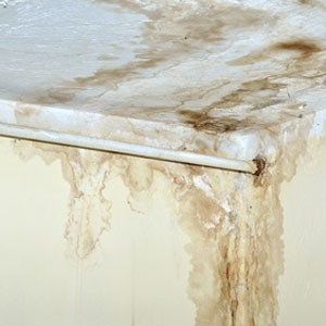 Mold Testing Mold Testing